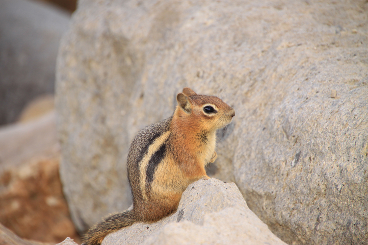 chipmunk